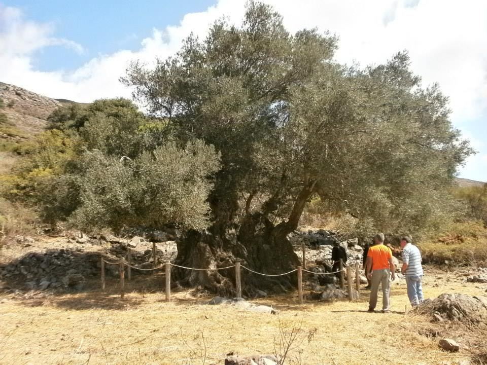 Great Olive tree of Aerinos