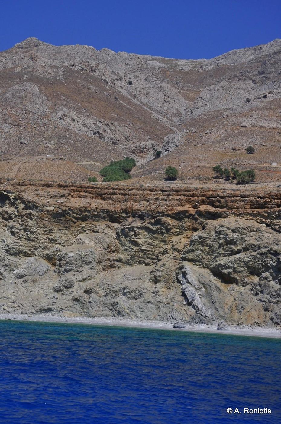 Agios Antonios palm grove
