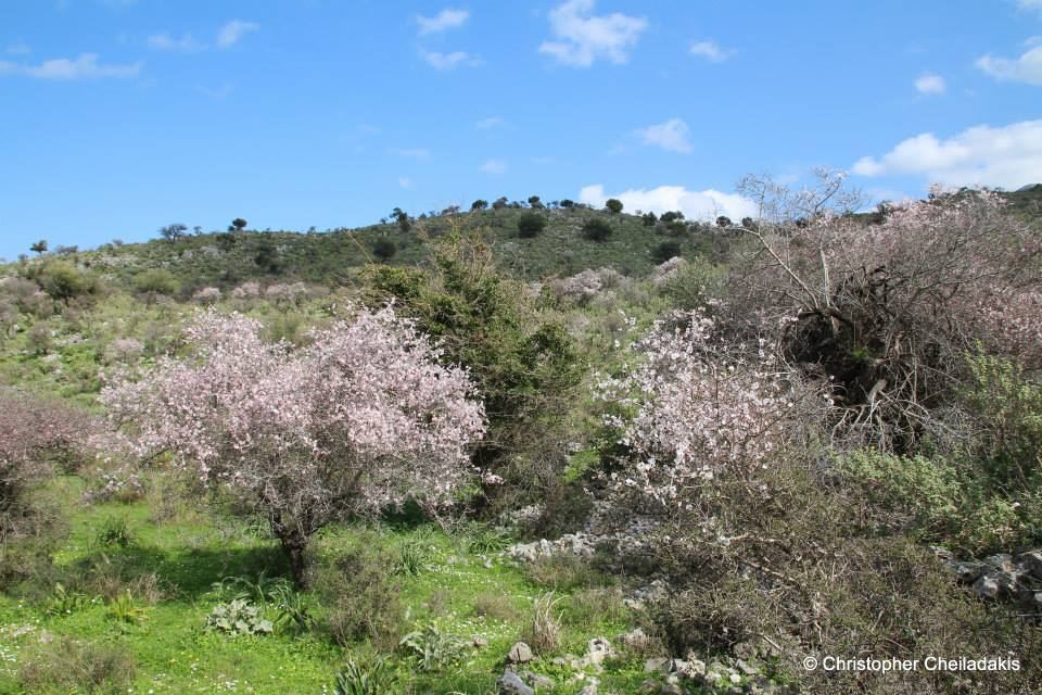 Alikambos almond wood