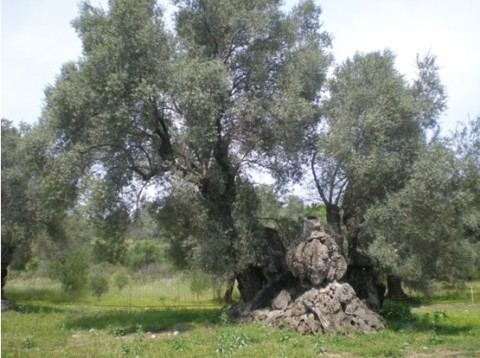 Amari Monumental olive grove